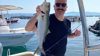 #lüfer #kofana tekneyi istila etti . #bluefish filling the boat. #fishing #fish #balıkavı #travel