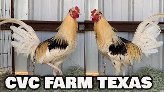 Nice Birds Johnnie Jumper CVC FARM TEXAS