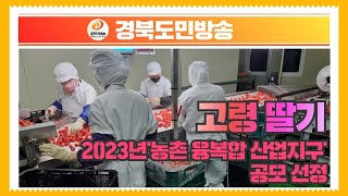 고령 딸기, 2023년‘농촌 융복합 산업지구’공모 선정 경북도민방송