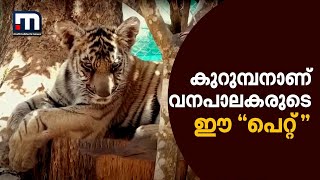 വനപാലകരുടെ സംരക്ഷണയിൽ ഒരു കടുവക്കുട്ടി | Mathrubhumi News