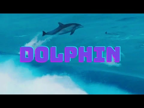 Dolphin Youtube