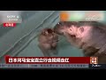 [中国新闻]日本河马宝宝直立行走视频走红| CCTV中文国际