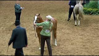 WPCSA National Show Section B 5 \u0026 Older Stallions Individual Judging