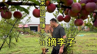 看看在东北农村开采摘园一天可以赚多少钱 一点都不累就是无聊啊