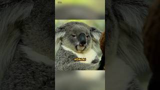 Are Koalas The Stupidest Animals In The World? #shorts