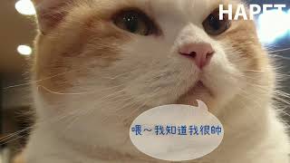 怕水不愛洗澡的貓咪救星～輕鬆幫貓咪完成日常清潔｜Mr.Tail｜Happy Cat貓咪泡沫FUN鬆洗｜★HAPET 好寵 (hapet.com.tw)