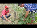 como es el manejo de un cultivo de mora castilla como se poda que plagas le dan y cuanto produce