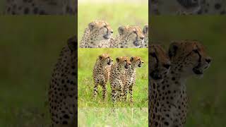 Beautiful Leopard in the wild #leopard #jaguar #wild #cute #viral #trending #viralshorts #trend