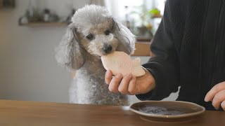 たい焼きは頭から食べる派のトイプードル