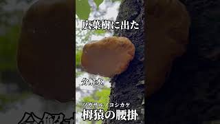 【レア】広葉樹に出たツガサルノコシカケ