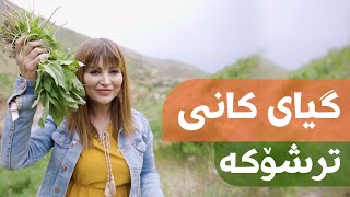 Giyayê Kanî - Tirşoke | گیای کانی - ترشۆکە