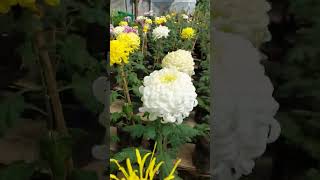 Chrysanthemum Giant variety flower ❤️