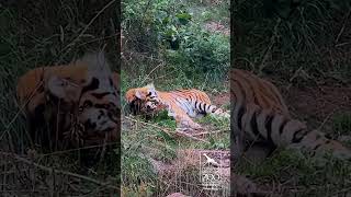 That's a big yawn for a big cat!