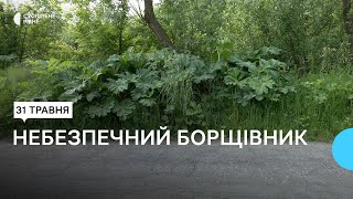 Борщівник Сосновського: хто у Рівному повинен його знищувати та що робити, якщо обпеклись рослиною