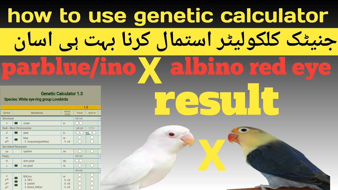 Genetic Calculator Lovebird Esy Use | Parblue Split Ino Into Albino Red ...