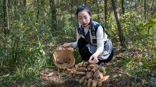 Use herbs to make Chinese recipes &Gastrodia elata｜长得像虫子一样的食材，美食药用两不误（乌天麻）｜野小妹 wild girl