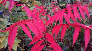 紅葉したハゼ街道を走る Ran on the autumnal goby road