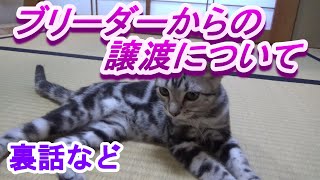 ブリーダーからの犬猫を飼う場合は？裏話など　（猫の雑学知識）