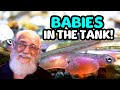 Expert tips for keeping baby fish safe and thriving in your aquarium