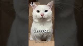 冬天小猫最想对你说的五句话，你会耐心听完吗？#宠物知识 #貓咪 #cat # #新手养猫