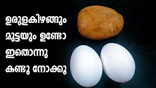 ഉരുളക്കിഴങ്ങും മുട്ടയും ഉണ്ടെങ്കിൽ ഇപ്പോൾ തന്നെ തയ്യാറാക്കി നോക്കൂ | egg potato recipes malayalam