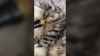 Cute Cat Snoring into Microphone - Funny Cat Videos 🐾