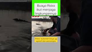 Buaya Riska jinak  ikut menjaga lingkungan Riska's tame, participate in protecting the environment