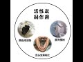 「 碳可以吃吗？」 活性碳 activatedcharcoal 排毒养生 潮流新颖 超强吸附力 黑色食品