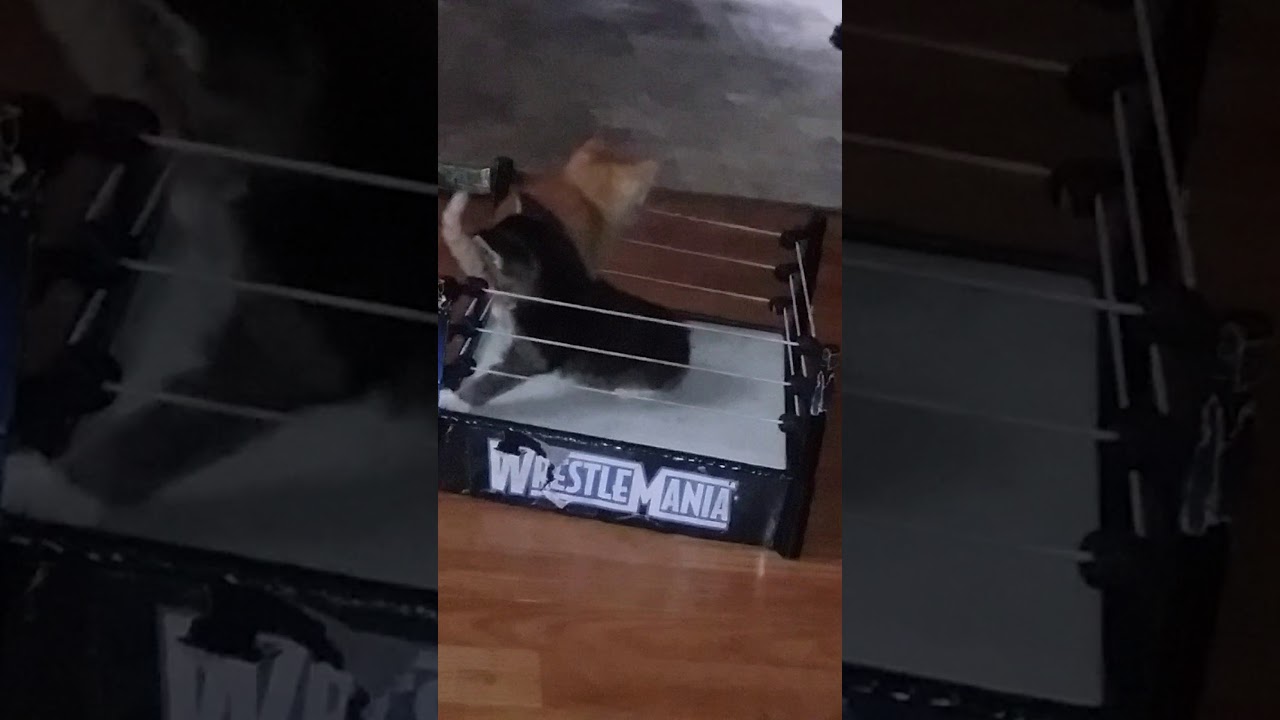 Kittens Wrestling Youtube