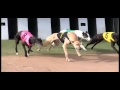 Download GALGOS DEL PRIMER MUNDO II In Mp4 3Gp Full HD Video