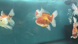 KAMPANYAMİZA İLGİNİZDEN DOLAYI ÇOK TEŞEKKÜR EDERİZ🙏🙏#akvaryum #fish #aquarium #oranda #koi #keşvet