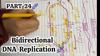 PART 24🧬|| Bidirectional DNA Replication || Leading Strand & Lagging Strand ||