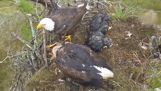 SWFL Eagles 1-22-25.  M15 is on a Rainy Morning Roll with 3 of the Day's 8 Prey Deliveries! 🐦🐟🐦