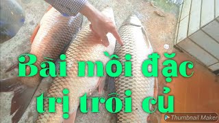 Mồi đặc trị cá trôi củ - Hồ có cá là lên ngay