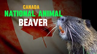 What is the national animal of Canada?