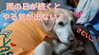 異常気象、雨で寒い日の愛犬達🐶【ラブラドールレトリバー・トイプードル】