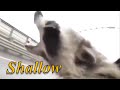 Raccoon sings to shallow by lady Gaga and Bradley cooper (he’s off the deep end)