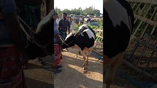 সাদাকালো মিশ্রণের অনেক সুন্দর একটি গাভী #agriculture #cow #shorts #viralshorts #new #cowvideos #2024