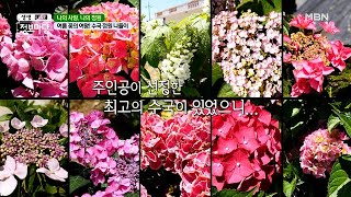 주인공 선정! 최고의 수국 대.공.개! MBN 210623 방송