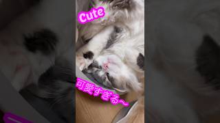 猫鍋にハマる猫と拗ねる猫　サイベリアン#shorts #cats#siberian