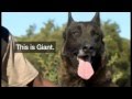 Malinois/dutch shepherd anti poaching dogs in Afrika