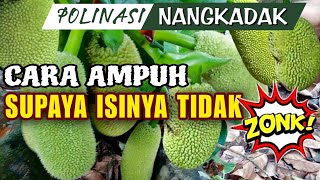 CARA AGAR BUAH NANGKADAK TIDAK KOSONG | BEGINI CARANYA