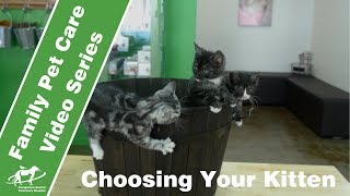 Choosing your kitten- Companion Animal Vets