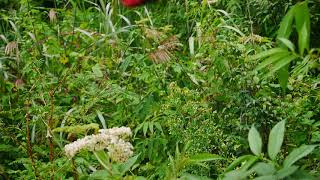 曙鳳蝶(♂)Atrophaneura horishana