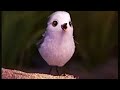 piper short film by disney pixar