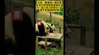 排排坐，吃果果！#panda #熊猫