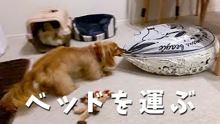 ベッドを運ぶ？愛犬【カニンヘンダックス】