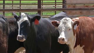 Benefits of Low Stress Cattle Handling and BQA