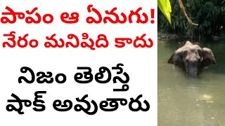 కేరళ ప్రెగ్నెంట్ ఏనుగు అసలు కథ Original story of Kerala pregnant elephant. Pregnant elephant tragedy