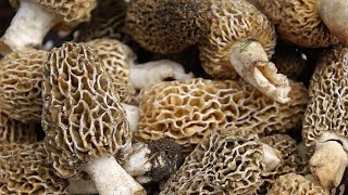 How to make fried Morel Mushrooms